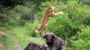 video Prečo sa levy boja byvolov?