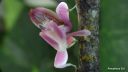 Ružová modlivka orchideová