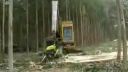 video Ako prichádzajú drevorubači o prácu?