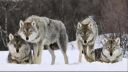 Dio - Lock Up the Wolves - D.M.V. - Production