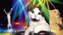 DJ CAT - Cat Disco