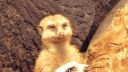 video Ospalá surikata