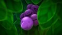 Fruitless Efforts: Fruit of the Womb