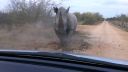 video Nahnevaný nosorožec