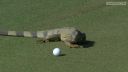 Leguán si chcel zahrať golf