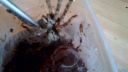 Poecilotheria Striata