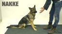 video Ako psy reagujú na kúzlo?