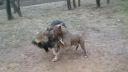 Americky staffordshire terrier vs Nemecky ovciak
