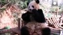 Panda pozerá Markízu