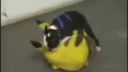 Psík vs. Pikachu
