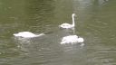 Swan
