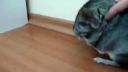 Chinchilla Laginera - Edo - moja činčila