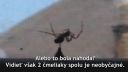 Čmeliak bojuje o život
