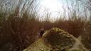 Levica s GoPro kamerou na love