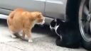 video Rozprávajúca mačka