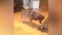 Funny dog vines 2014