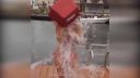 Ice Bucket Challenge Fail Komplicia