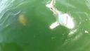 video Aj žraloky majú svojich nepriateľov