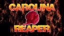 Najpálivejšia čili paprička - Carolina Reaper