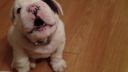 Jedovatý bulldog