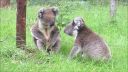video Rozhádané koaly