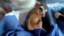 O malého lemura je postarané