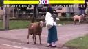 Street Fighter (rozzúrená koza)