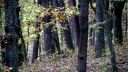 Planéta opíc na Slovensku