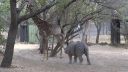 video Nosorožec nasral žirafu