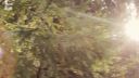 Nature Showreel 2014