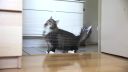 video Troluje mačku s fóliou a laserom