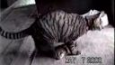 video Zneužitá mačka