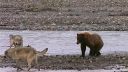 video Grizly vs. svorka vlkov