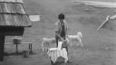 Ako si vážime Bačov z hôr (1957)