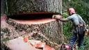 Spílenie 1000-ročného stromu
