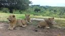 video Prekvapenie na safari (Južná Afrika)