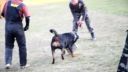 Tréning rottweilerov ❤