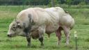video Býk s enormným osvalením (Belgicko)