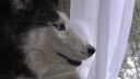 Mishka a Vianoce