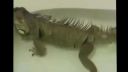 Funny animals compilation