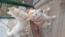 Naši Husky Molly a Bruno