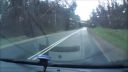 Aha, strom! (Poľsko)