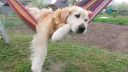 Zlatý retriever na hojdacej sieti