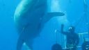 video Viac ako 50 rokov starý obrovský žralok biely