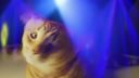 Meow mix