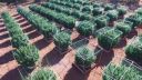 video Špeciálna rastlinná výroba (marihuanové pole v USA)