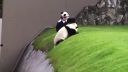Samovražedná panda z prefektúry Wakayama
