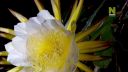 Fascinujúci svet rastlín - záhrady v Kew