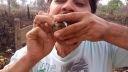 Tarantula, had a žabka (výrub pralesa)