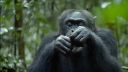 Šimpanzy sú takmer ľudia, až nato že nie sú tyrani,a dikt